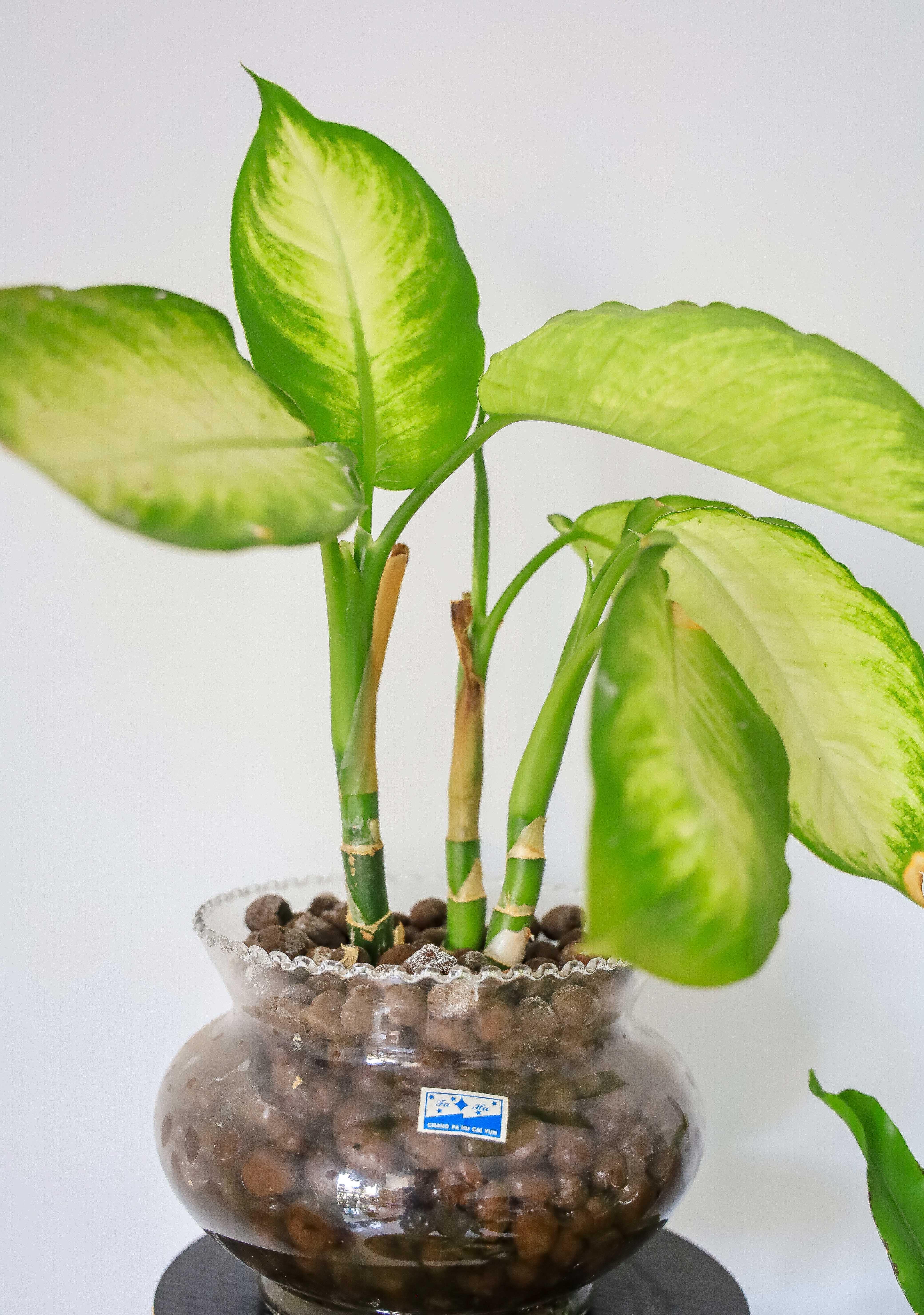 养花懒,出远门,没人浇水怎么办,妙招学起来