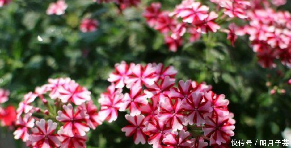 4种花是“开花大户”,家里养两盆,四季有花赏,漂亮又好养