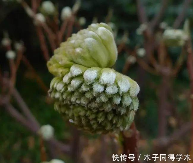 打结花!真漂亮啊!