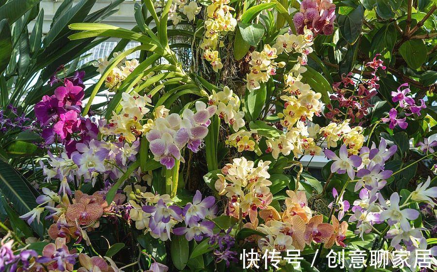 桂花|6种“黄金花”，秋天最好养，客厅摆一排，财气满满花爆棚