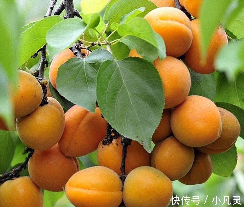 家中有院子,别傻傻的还种花草,快种上几样果树,想吃就摘