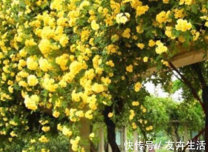 3种花是懒人的最爱,花朵大花期长,比牡丹还美,年年开花美翻