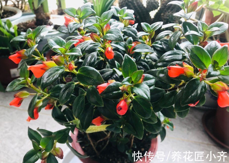 新根|家庭无论养哪种花，都分为4个“时期”，不同时期浇水施肥不相同