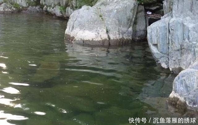 鲜美|深山山涧,钓上一盆这鱼,味道很鲜美,知道是什么鱼吗