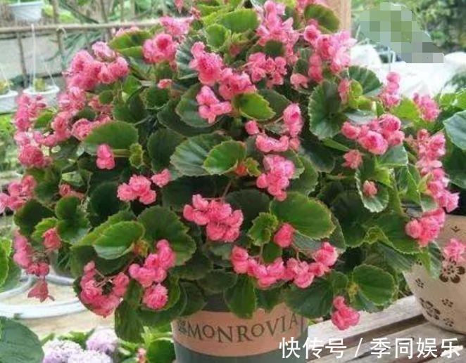 4种花超漂亮的,养家里一年四季开花不断,花色鲜艳美极了