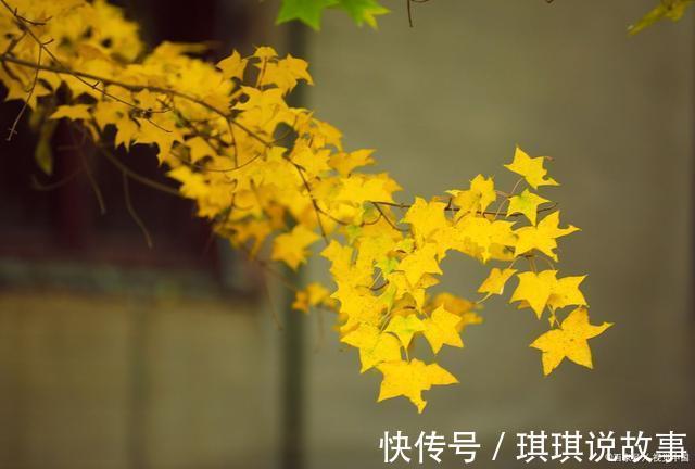 相思@《知秋》——一叶落秋,相思亦愁