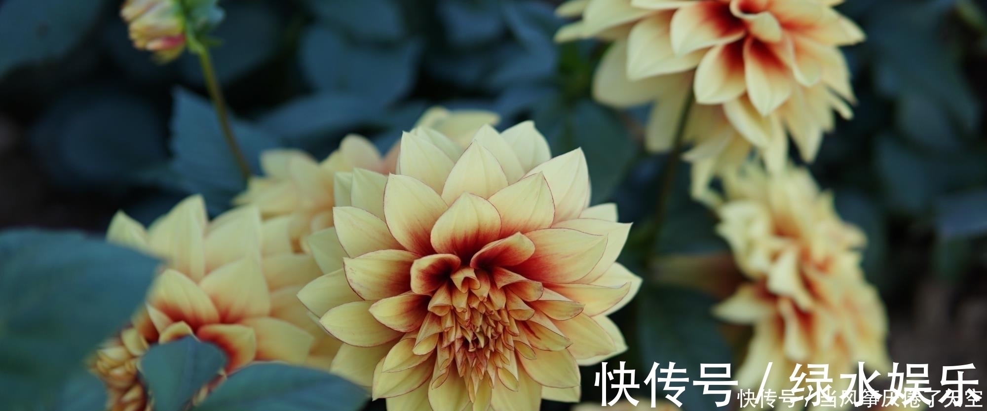 此花,美过荷花,艳过牡丹,一年能开200天,比养君子兰强多了