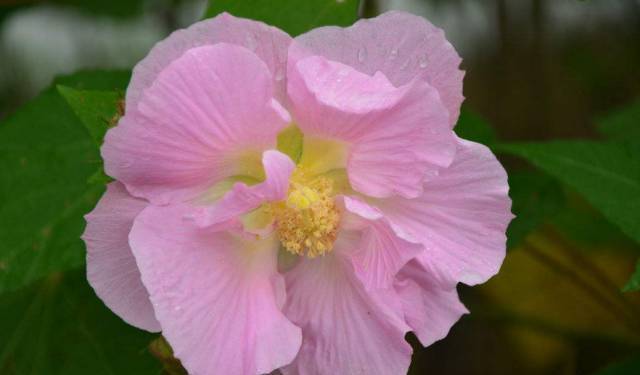 朱瑾花，木槿花，芙蓉花傻傻分不清花开的再妖娆也不要闹笑话