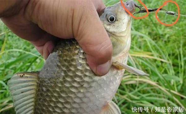 冬季钓鱼,天气越冷越容易钓到大鲫鱼,封竿太早容易“吃亏”