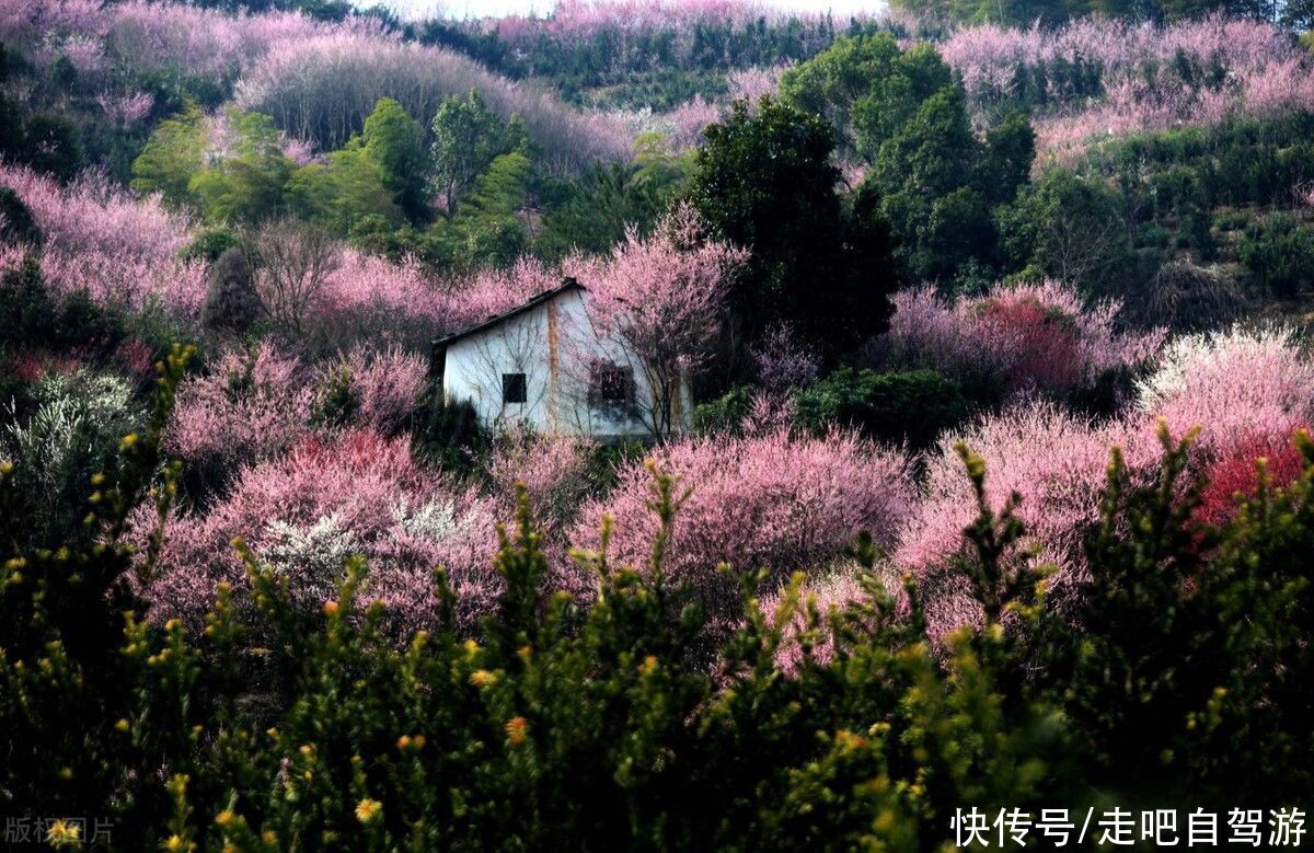 古村落|卖花渔村，只卖花不打渔的千年古村落，私藏了万亩的粉红梅花海