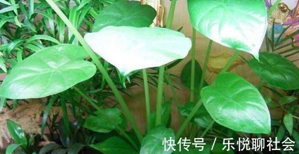 消肿止痛|乡下一种野菜，老一辈人都认识，消肿止痛，蕴含维生素