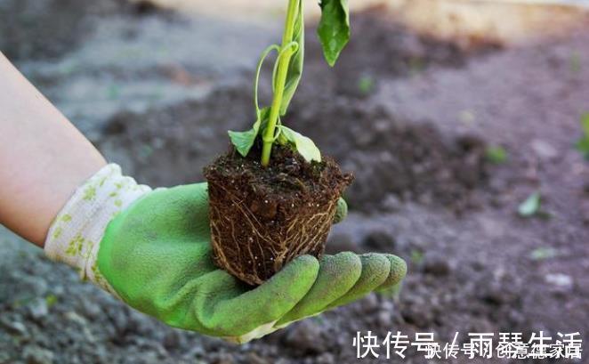 养花最怕4种土,半年变空盆,要是用这些土种花,赶紧换