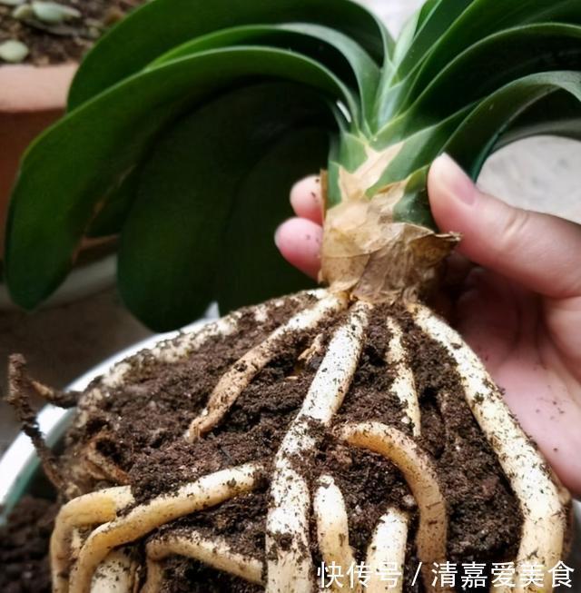 根系|养君子兰,死记硬背5个要点,啥问题也没有,叶子油绿过年满花箭