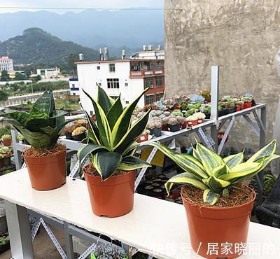 浇水|虎皮兰有“5怕”,难怪从不出新芽,越养越难看