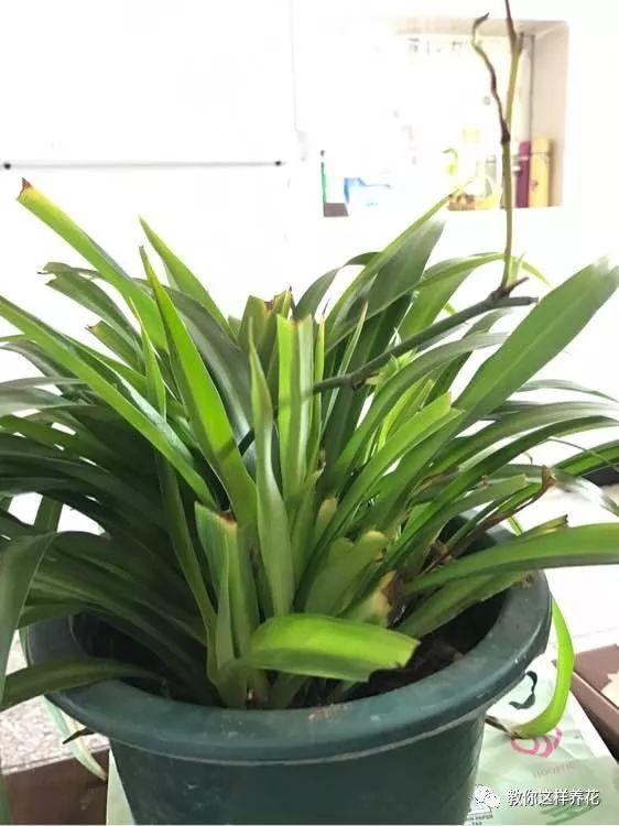 花友|用好3招，吊兰马上抽条长新叶，还呼呼开花！