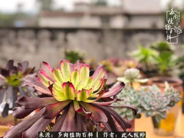 骄阳艳玫瑰,梦幻魔法师!独爱你的百媚千红!