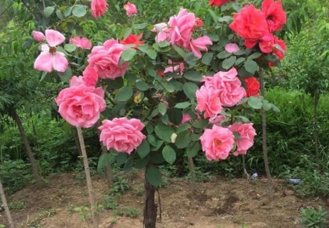 此花造型优美,一棵可开多种颜色的花朵,开花时邻居都羡慕