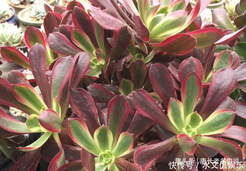 多肉孔雀和赤霞飞长得像吗不,它们无论是颜色还是叶形都不雷同