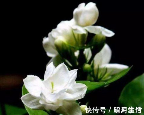 硫酸亚铁|栀子，茉莉不要抱怨养得不好用这种“肥水”浇，疯了不能坚持很久，旺盛