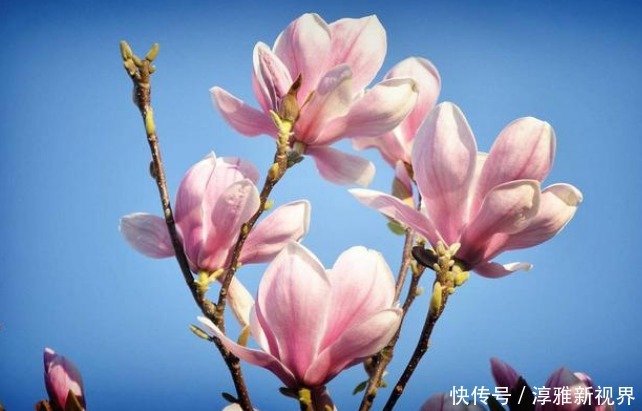 薄荷|吸臭强性强的4种花,有洁癖一定要养,效果不仅明显还省事!