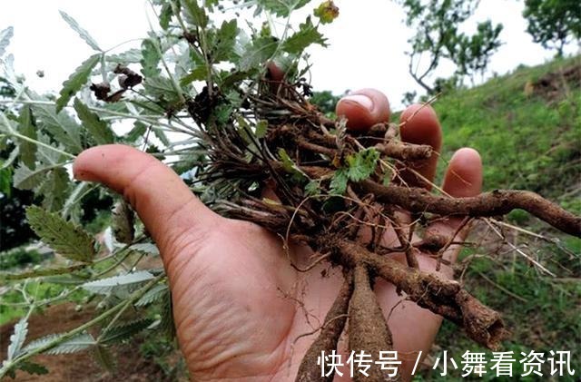 根剥开能生吃,见到别再当杂草铲除,记住它的样子像“鸡腿儿”