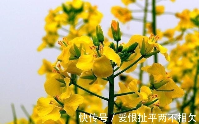 自然界中有些植物的“花序”为什么不尽相同,其中有什么秘密?