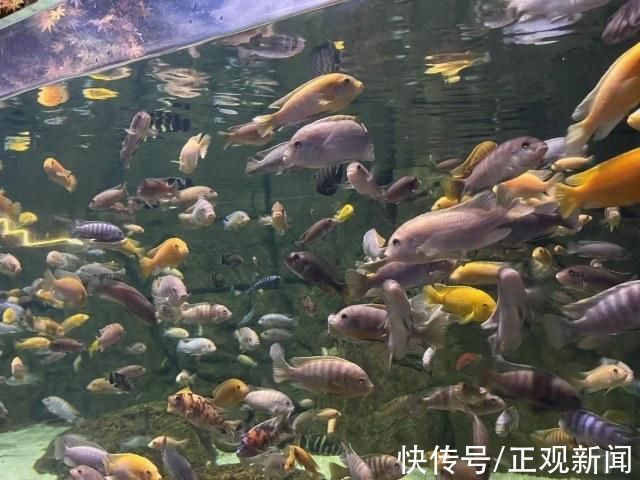 打卡|周末免费“打卡”海洋馆，你需要先了解这些知识点!