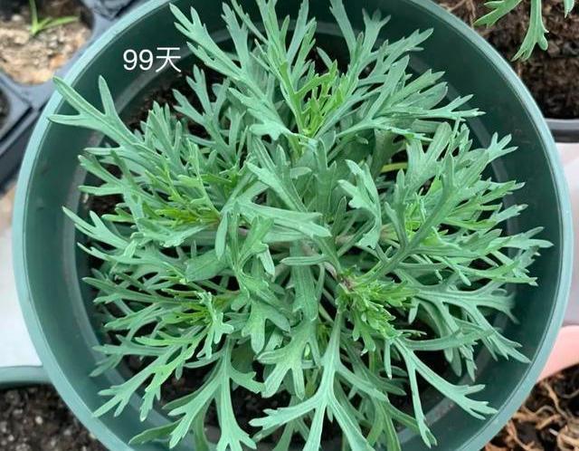 想在家里养养花,新手应该如何选购合适的花卉