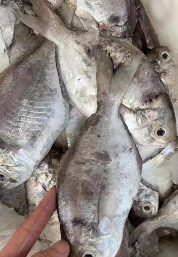 海鲜|老渔民最爱这5种海鲜,价格亲民又营养,刺少肉多,错过可惜了