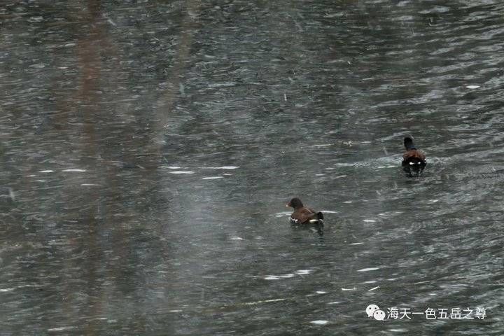 百脉泉|雪泉共舞，百脉氤氲：泉城第一场雪，百脉泉飞花穿庭，盛雪芳华