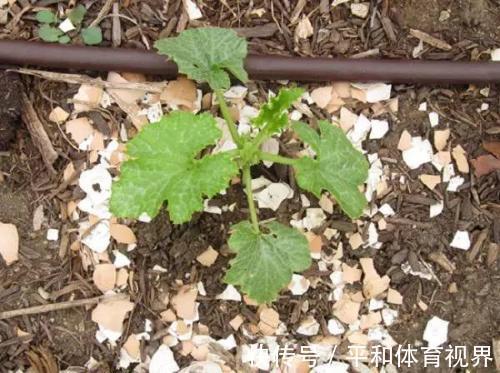 花盆里随手撒把鸡蛋壳，想不到发生了这么神奇的效果