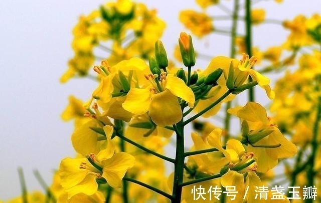 花序|自然界中有些植物的“花序”为什么不尽相同,其中有什么秘密?