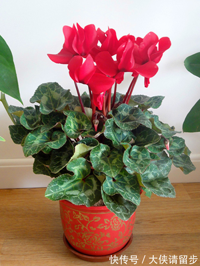 “人养花三年,花养人一生!”家居盆花100种,总有几款你喜欢