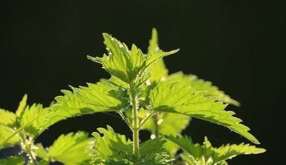 红糖|艾叶是女人的养生草，帮助女人越活越年轻，可惜很少有人知道