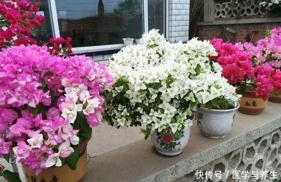 什么长寿花、富贵竹都不如养这“4种树”,寓意吉祥,越养越值钱!