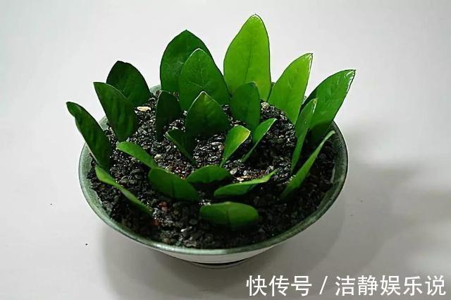 客厅放上这种“招财树”，剪1片叶子，扦插土里就能活，旺财养人