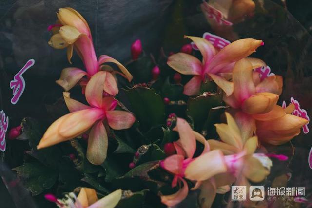 年宵花市场开始备货蝴蝶兰仙客来20-50元盆受市民青睐