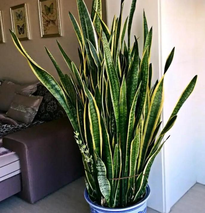 虎皮兰天冷不好养?错了,把控好这4点,谁都能养得爆盆