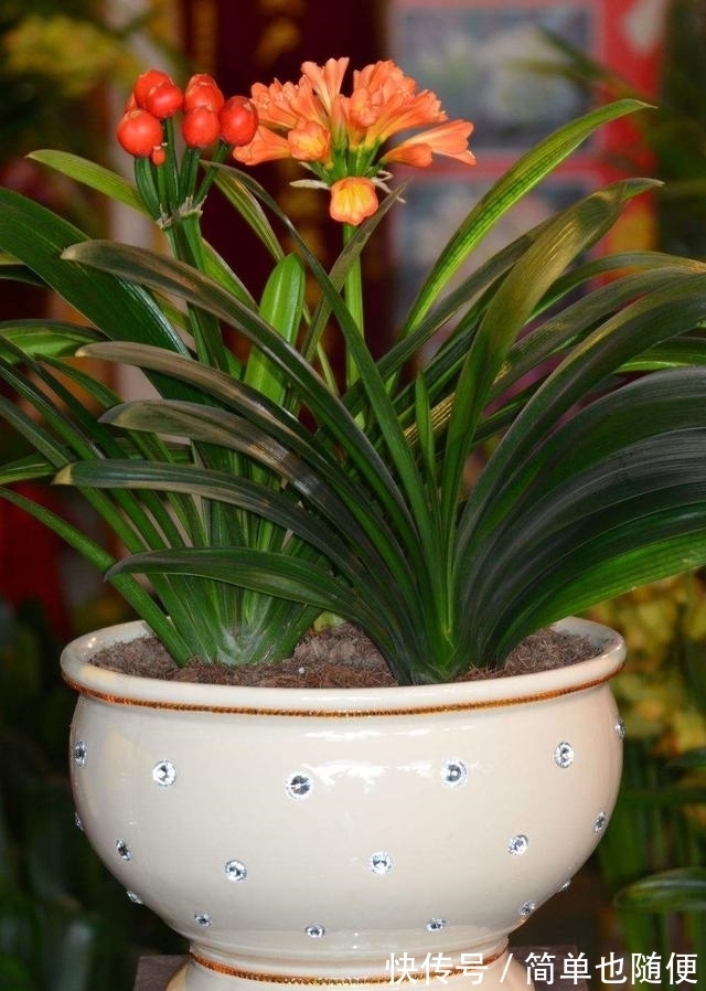 日常给“君子兰”浇水,是浇透好?还是不浇透好?快来看看吧