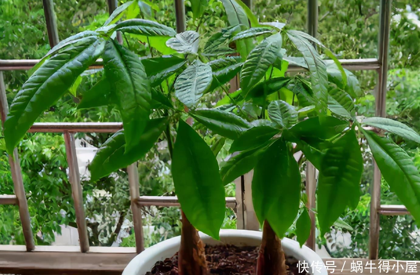 盆栽|养花就养这5款植物,大吉大利,盆栽打理方法简单