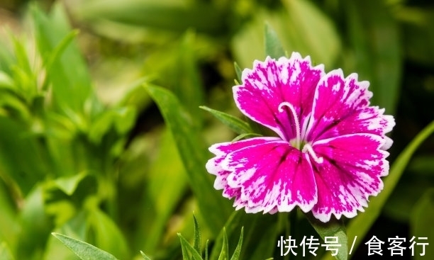 此花是母亲慈爱的象征,默默无闻的奉献,却有着最迷人的花色