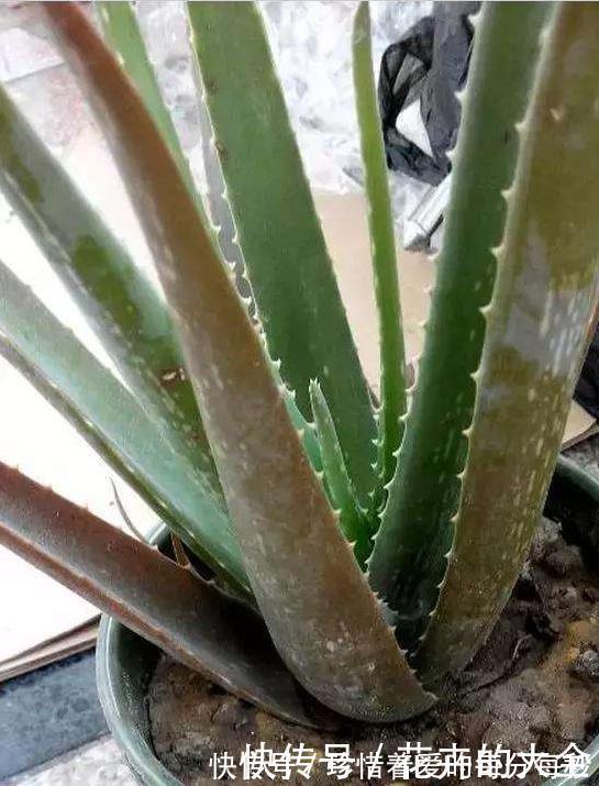 绿萝|这些“娇气花”,冻坏也别扔,剪一刀,救一命