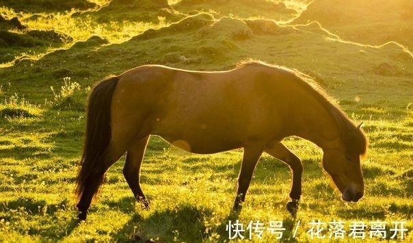 生肖|生死由命，富贵在天“午马人”大难临头，看看怎么回事