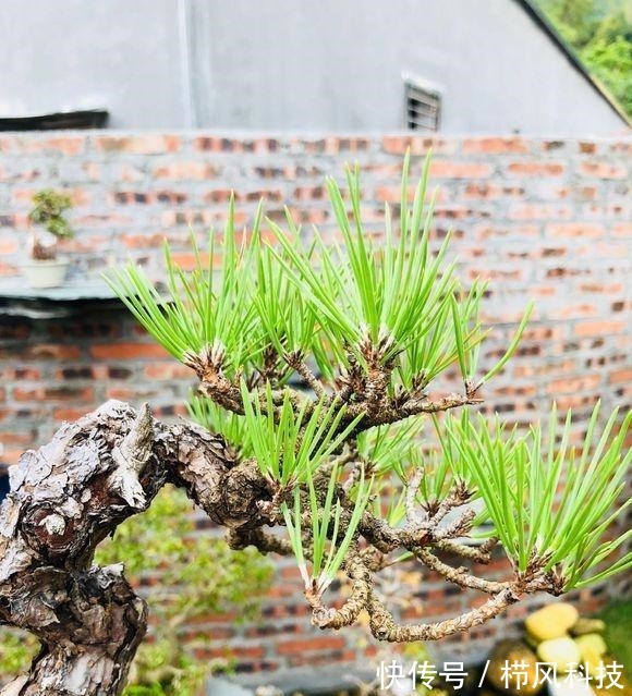 一棵爆皮非常到位的山松盆景,各位大神进来看看,这算不算精品?