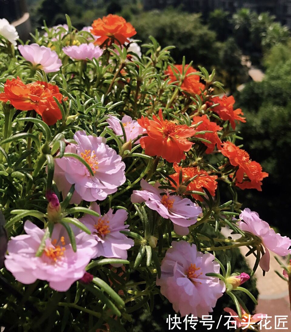 花卉|适合新手的花卉“白名单”，这5种花怎么养都能活，越养越自信