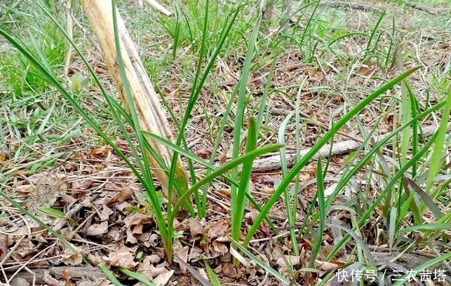 农村一种埋土里的野果，过去5毛一碗抢着吃，如今却要35元一斤