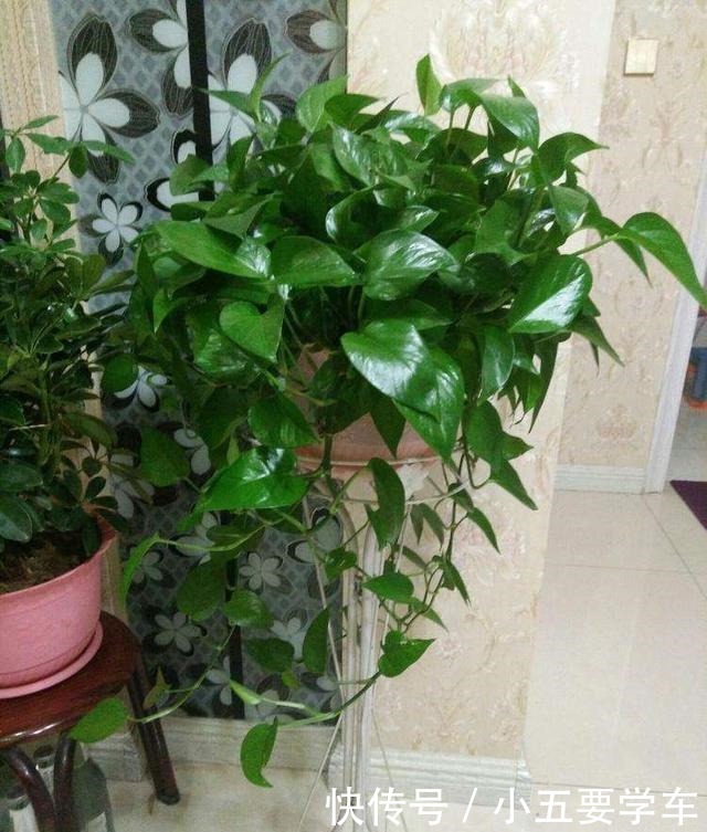 卧室最适合养这3种花,吸废气睡觉好,叶子油亮颜值高!