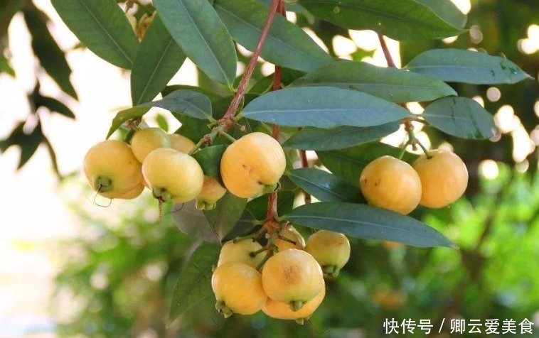  被南方“抛弃”的水果，一年结果3次，香甜解渴，现北方人抢着吃