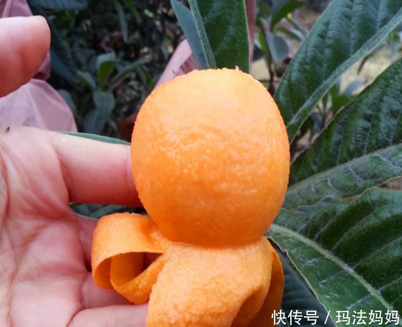 5月是栽果树的好时候,有院子别养花了,栽点果树好看好养活