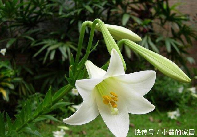  延长|如何延长百合花保鲜期，8个小方法不可不知